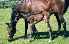 Josefine mit Fohlen